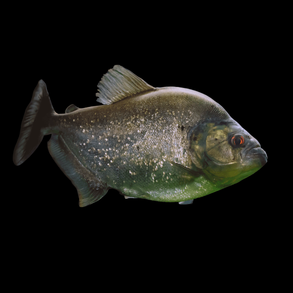 Giant Black Rhom Piranha Serrasalmus Rhombeus 40cm - Real Aquatics