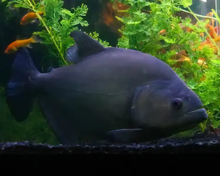 Giant Black Rhom Piranha Serrasalmus Rhombeus 40cm - Real Aquatics