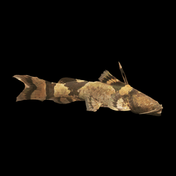 Giant Bumble Bee Catfish Pseudopimelodus Bufonius 10cm - Real Aquatics