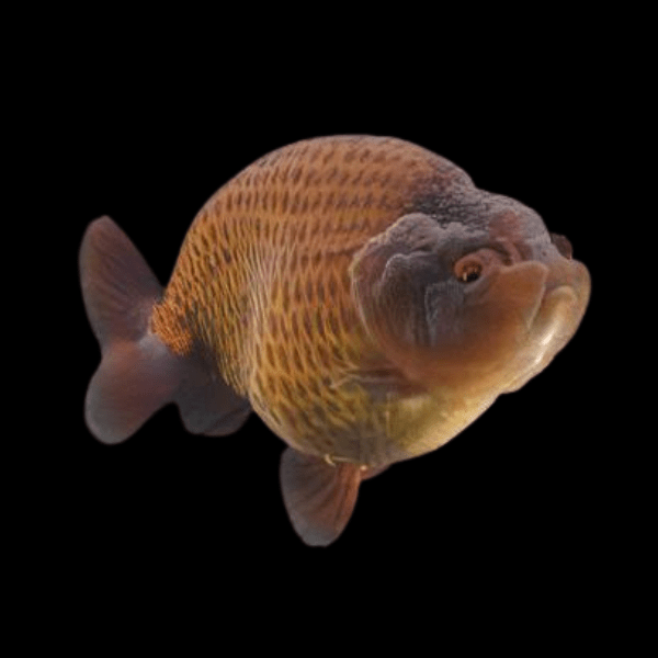 Giant Chocolate Lionhead Ranchu Grade AA Goldfish Carassius Auratus