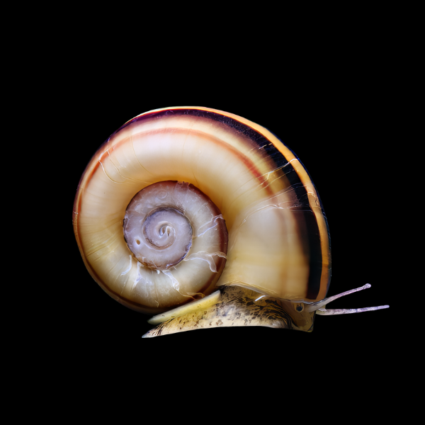 Giant Colombian Ramshorn Marisa Snail Marisa Cornuarietis 2cm - Real Aquatics