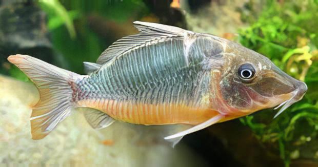 Giant Corydoras Multiradiatus 7cm Catfish - Real Aquatics