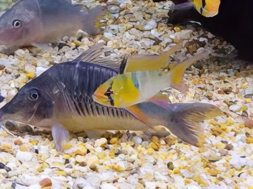 Giant Corydoras Multiradiatus 7cm Catfish - Real Aquatics