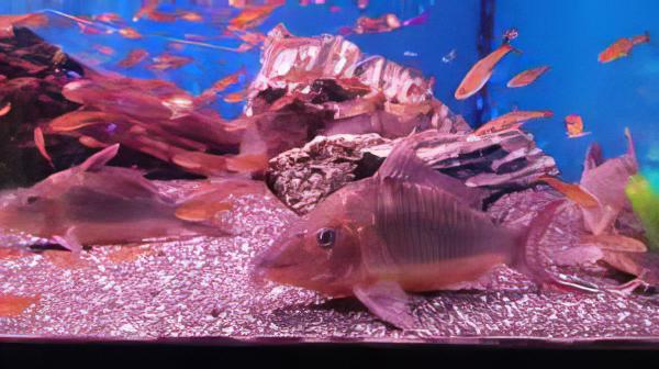Giant Corydoras Multiradiatus 7cm Catfish - Real Aquatics