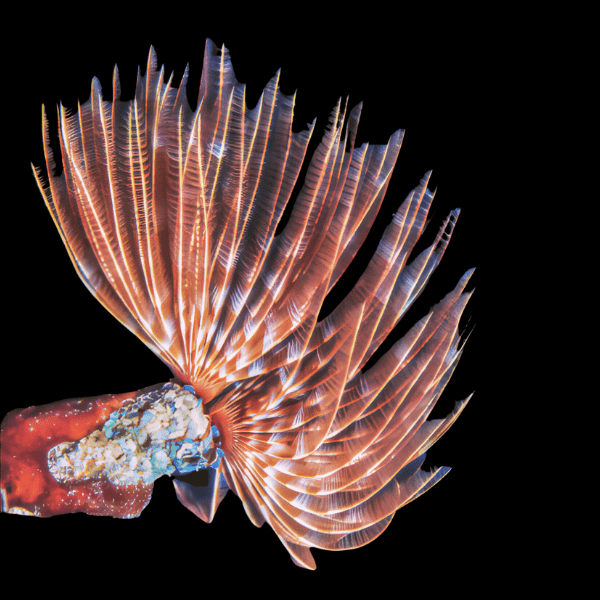 Giant Feather Duster Fan Worm Sabellastarte sp - Real Aquatics