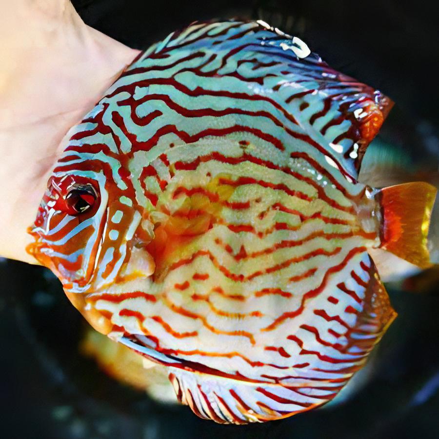 Giant Flora Discus