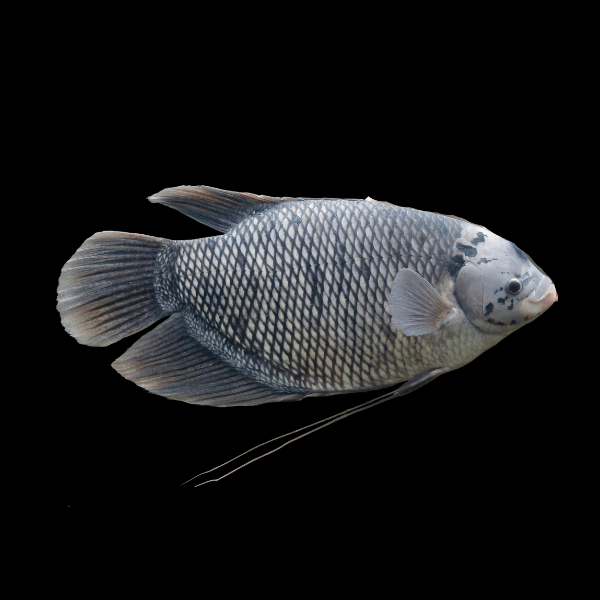 Giant Gourami Osphronemus Goramy 6cm - Real Aquatics