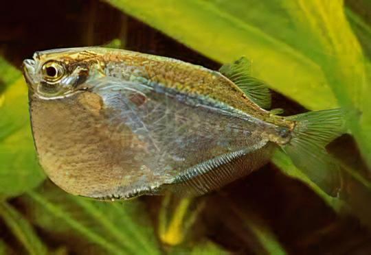 Giant Hatchet Fish Thoracocharax Securis 4cm - Real Aquatics