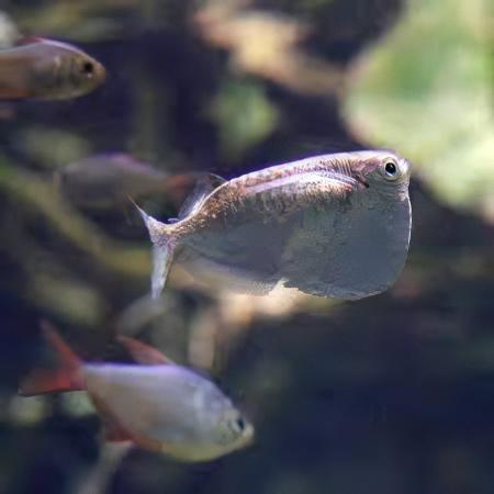 Giant Hatchet Fish Thoracocharax Securis 4cm - Real Aquatics