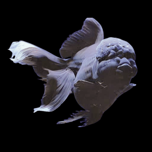 Giant Super Jelly Head Black Oranda Grade AA Goldfish Carassius Auratus