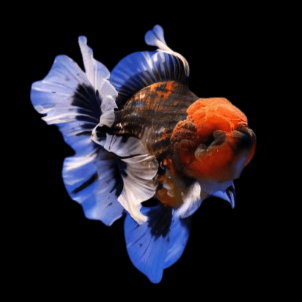 Giant Super Jelly Head Calico Oranda Grade AA Goldfish Carassius Auratus