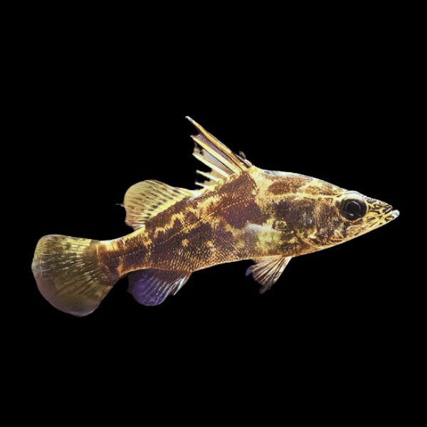 Giant Nile Perch Lates Niloticus 10cm - Real Aquatics