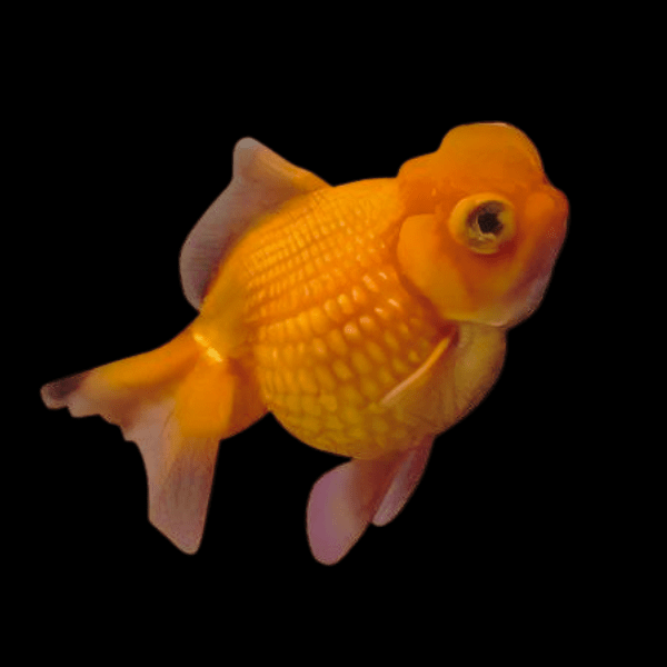 Giant Orange Pearlscale Grade AA Goldfish Carassius Auratus