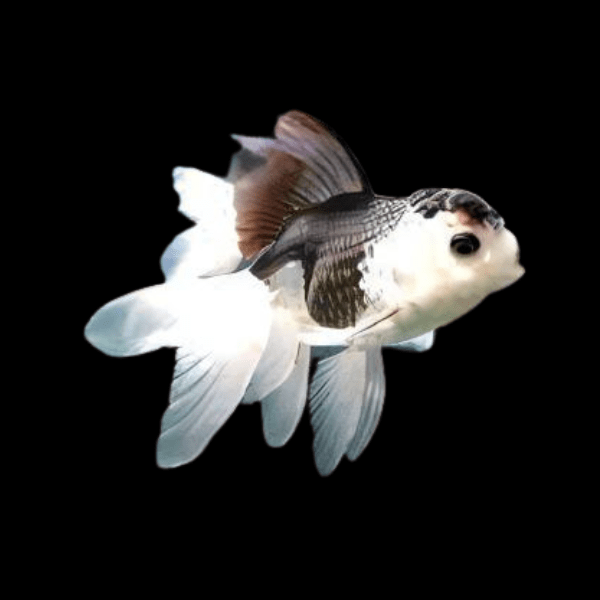 Giant Panda Oranda Grade AA Goldfish Carassius Auratus