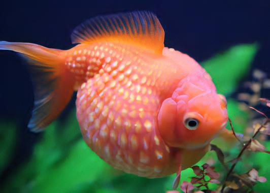 Giant Red Pearlscale Grade AA Goldfish Carassius Auratus