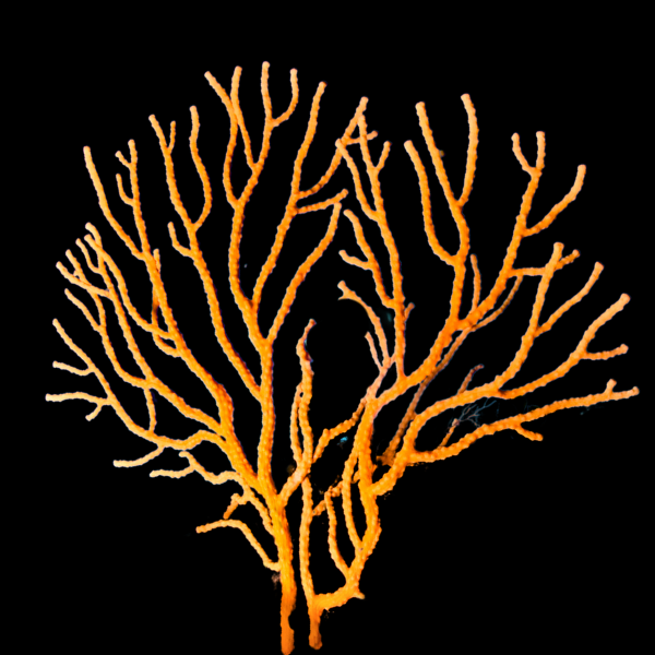 Giant Polyp Gorgonia Plexaurella Sp - Real Aquatics