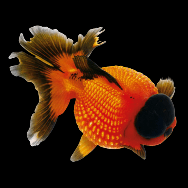 Giant Red & Black Pearlscale Grade AA Goldfish Carassius Auratus