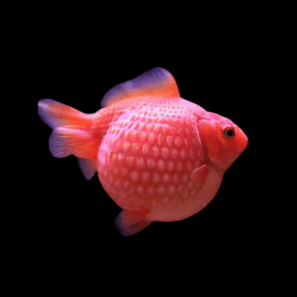 Giant Red Pearlscale Grade AA Carassius Auratus
