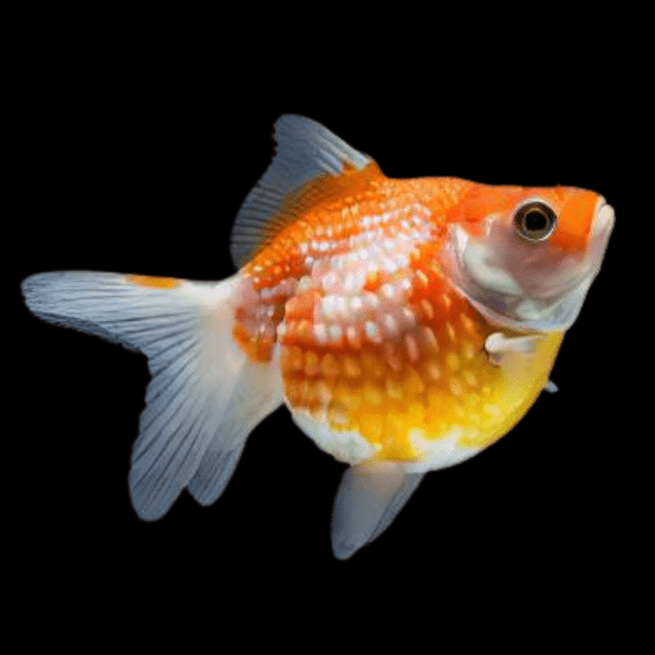 Giant Red & White Pearlscale Grade AA Goldfish Carassius Auratus
