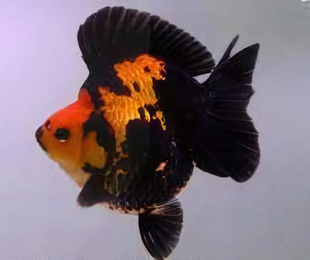 Giant Red and Black Ryukin Grade AA Goldfish Carassius Auratus