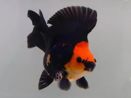 Giant Red and Black Ryukin Grade AA Goldfish Carassius Auratus
