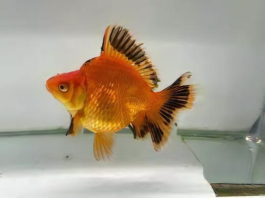 Giant Red and Black Ryukin Grade AA Goldfish Carassius Auratus