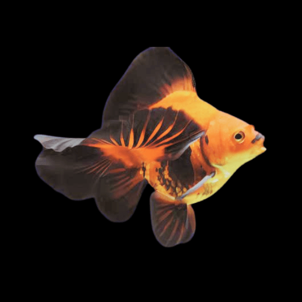 Giant Red and Black Ryukin Grade AA Goldfish Carassius Auratus