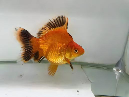Giant Red and Black Ryukin Grade AA Goldfish Carassius Auratus