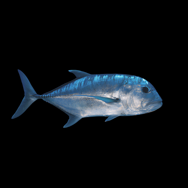 Giant Trevally Caranx Ignobilis 8cm - Real Aquatics