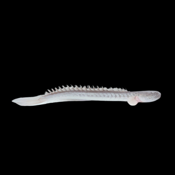 Giant True Dragon Goby Goboides Broussoneti 15cm - Real Aquatics