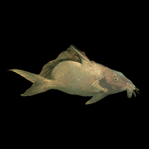 Giant Upside Down Catfish Synodontis Batensoda 5cm - Real Aquatics