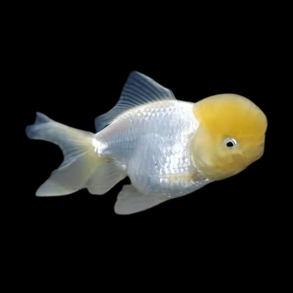 Giant Yellow Cap White Oranda Grade AA Goldfish Carassius Auratus