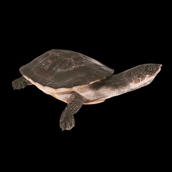 Gibba Toad Head Turtle Phrynops Gibbus 20cm - Real Aquatics