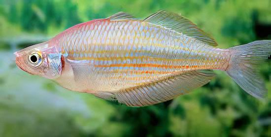 Gidomen Rainbow Fish Melanotaenia Gidomen 5cm - Real Aquatics