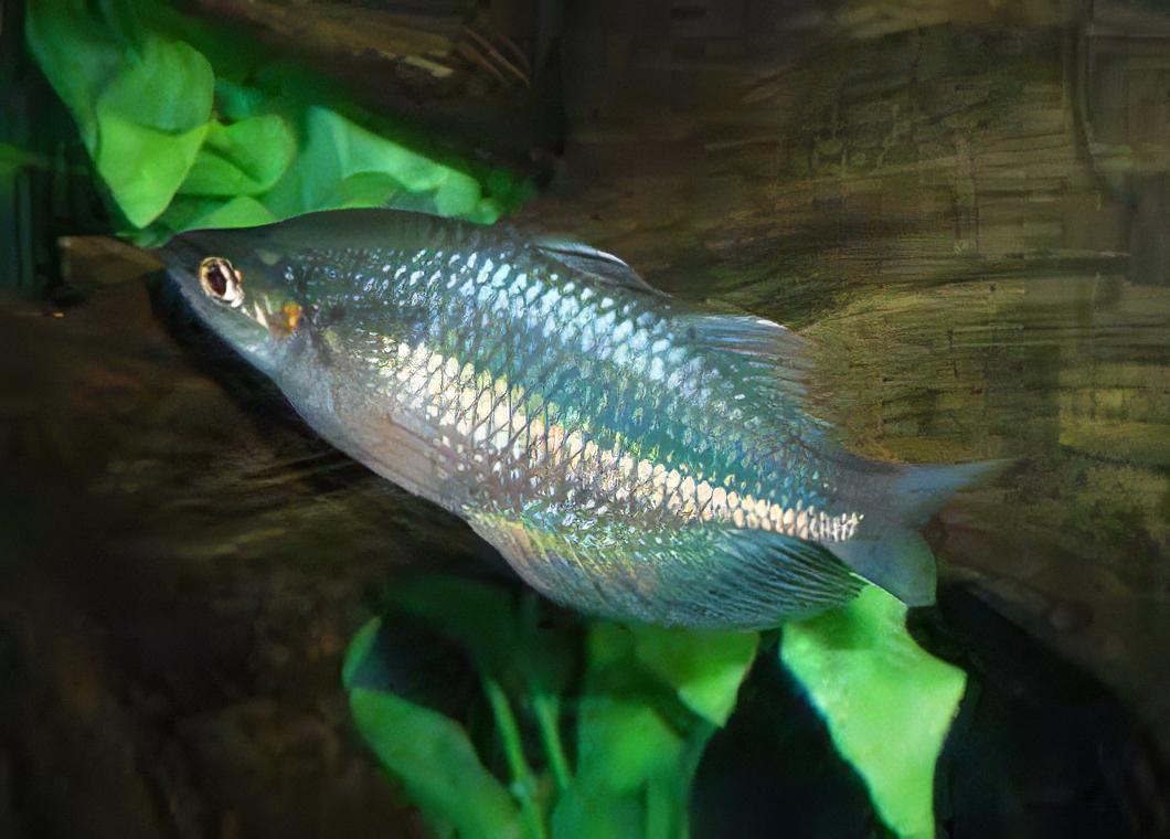 Gidomen Rainbow Fish Melanotaenia Gidomen 5cm - Real Aquatics
