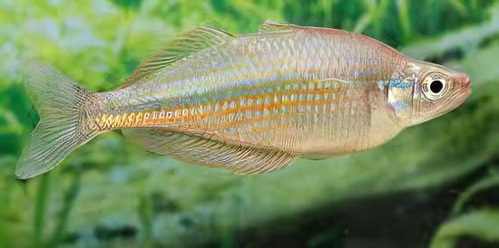 Gidomen Rainbow Fish Melanotaenia Gidomen 5cm - Real Aquatics