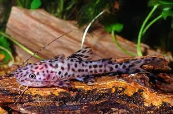 Gilded Catfish Zungaro Zungaro 10cm - Real Aquatics