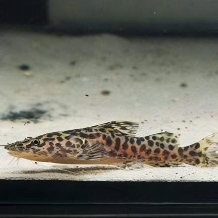 Gilded Catfish Zungaro Zungaro 10cm - Real Aquatics
