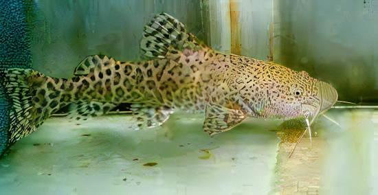 Gilded Catfish Zungaro Zungaro 10cm - Real Aquatics