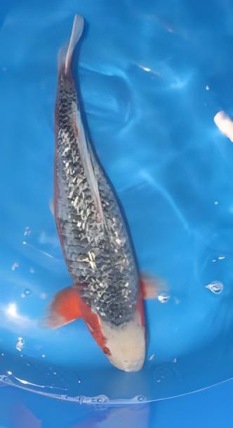 Gin Rin Japanese Koi Carp Cyprinus Carpio