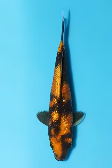 Gin Rin Japanese Koi Carp Cyprinus Carpio