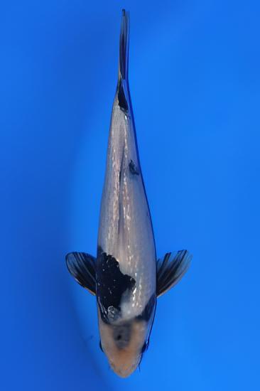 Gin Rin Japanese Koi Carp Cyprinus Carpio