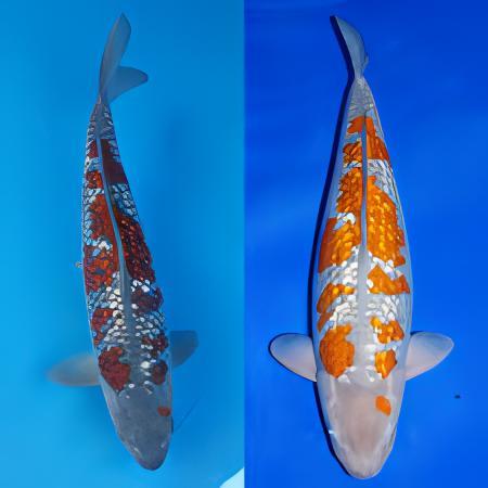 Gin Rin Japanese Koi Carp Cyprinus Carpio