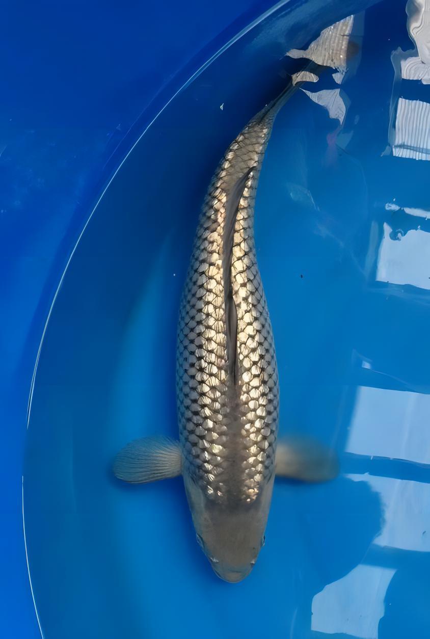 Gin Rin Japanese Koi Carp Cyprinus Carpio