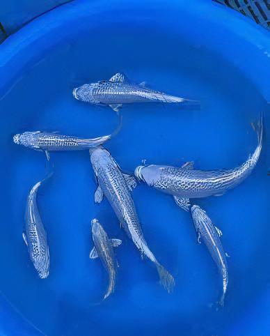 Gin Rin Japanese Koi Carp Cyprinus Carpio