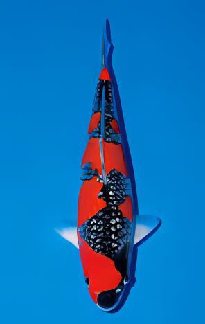 Gin Rin Japanese Koi Carp Cyprinus Carpio