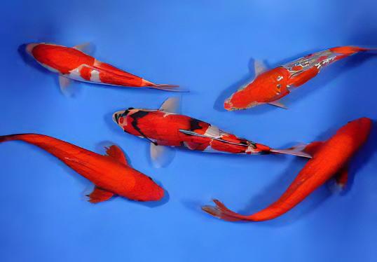 Gin Rin Japanese Koi Carp Cyprinus Carpio