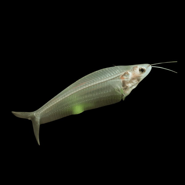 Glass Catfish Kryptopterus Vitreolus 5cm - Real Aquatics
