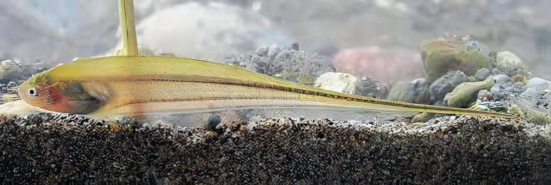 Glass Rattail Knife Fish Eigenmannia Virescens 10cm - Real Aquatics