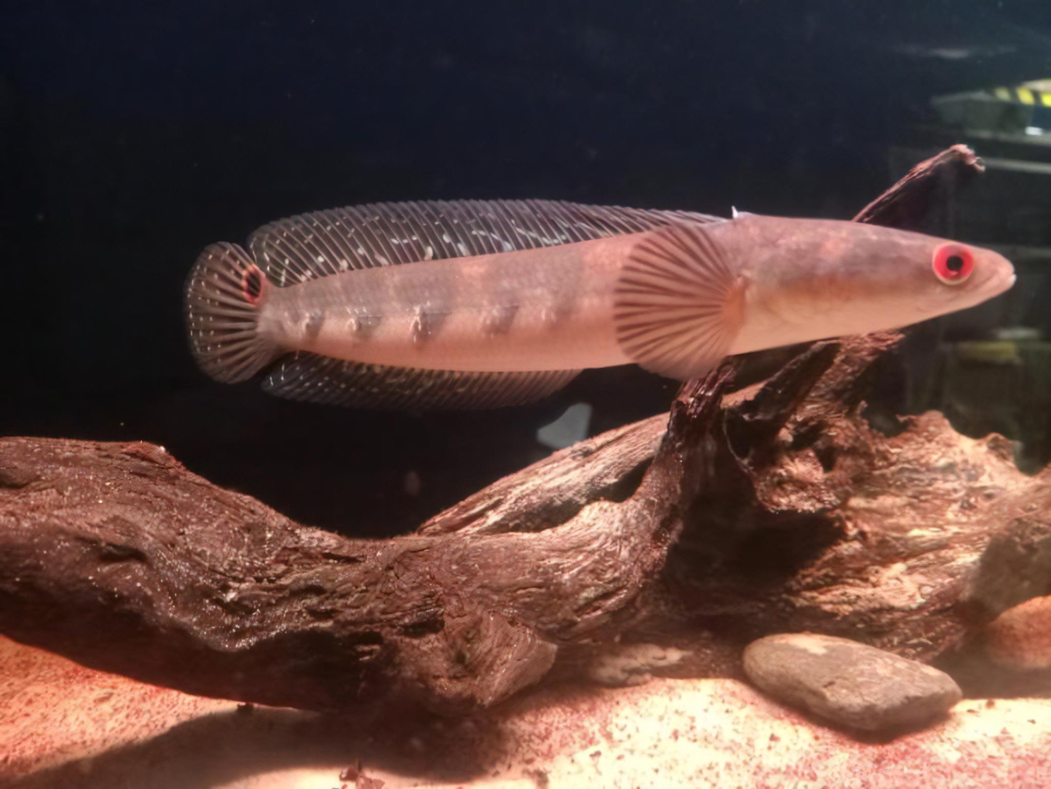 Yellow Emperor Snakehead Channa Maruliodes 10cm - Real Aquatics